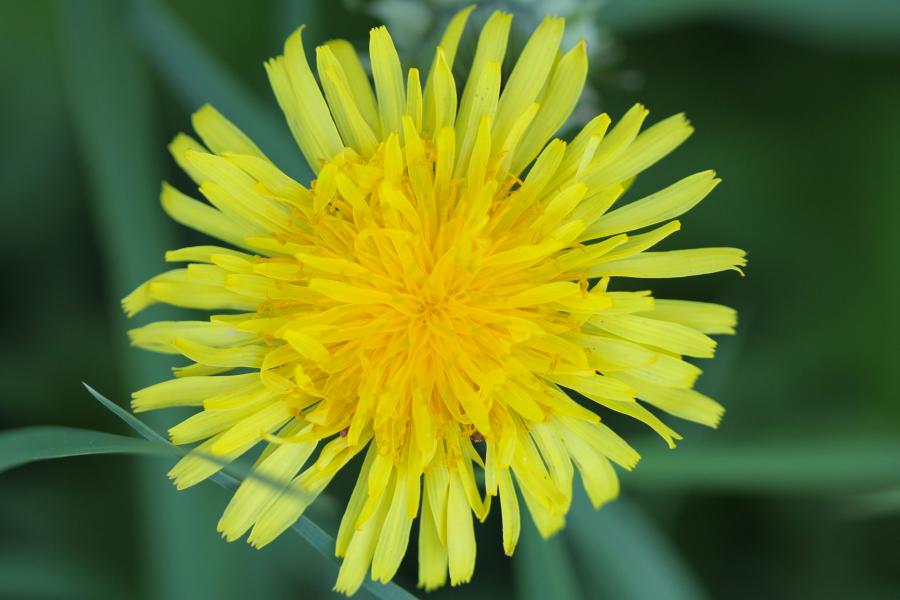 Close up of yellow autumn hawkbit flower