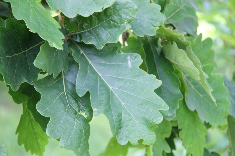 Close up of green daimyo oak leaves