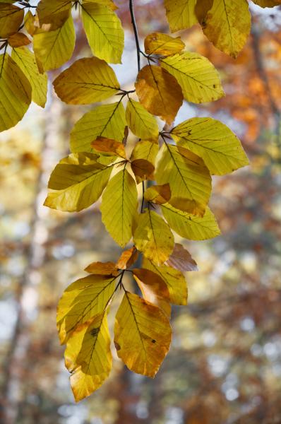 Close up of branch of yellowing hornbeam leaves, yellowing in autumn.