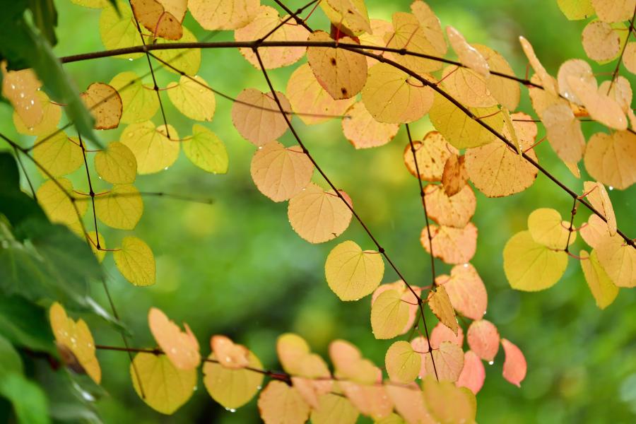 Branches of small, round, yellow katsura tree leaves hanging from branches