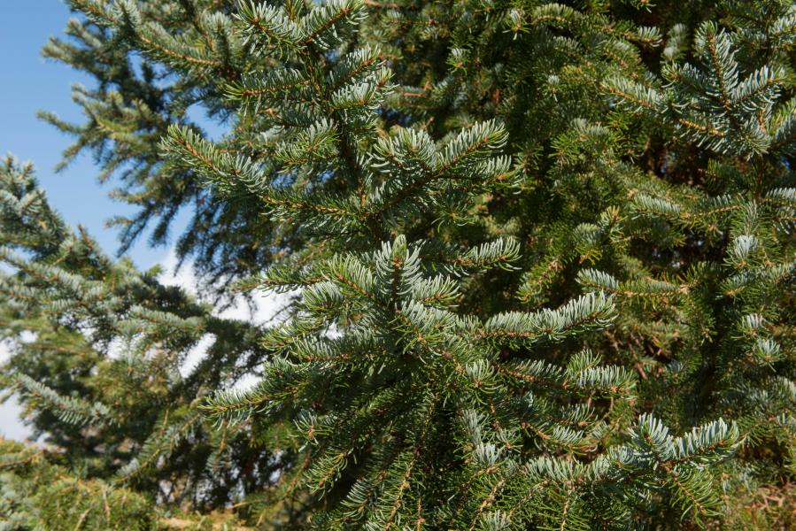 Close up of the green, needle-like leaves of the Serbian spruce.