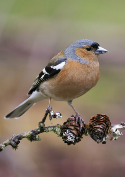 A male chaffinch standing on a thin conifer branch. He has one foot on a pair of small pinecones. 
