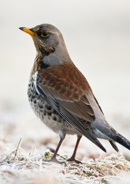 A Fieldfare bird standing on the frosty grass.