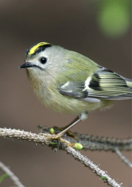 A female Goldcrest perched on a thin branch.