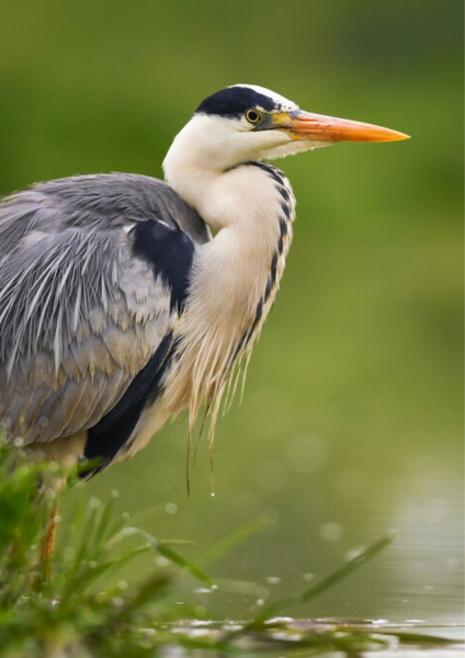 A Grey Heron standing by a pond. The lower half of its body is hidden by reeds.