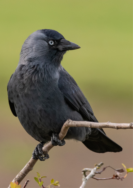 A Jackdaw on a branch with its head turned to the right.