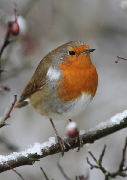A robin standing on a frosty branch. It's breast is a vibrant red colour.