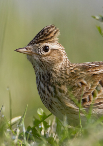 A Skylark hiding in the grass. It's crest is raised slightly.