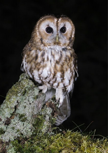 A Tawny Owl on a lichen-covered stump. The background is a black night sky.