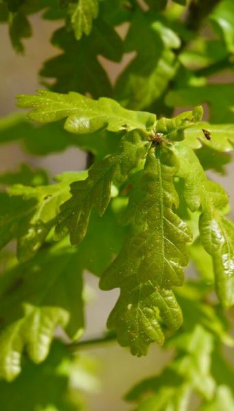 close up of green oak leaves