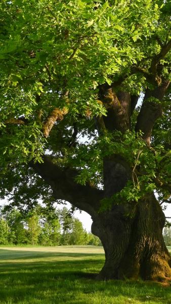 a mature oak tree
