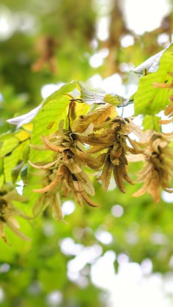 involucre-wrapped hornbeam nuts