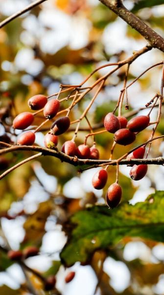 wild service berries