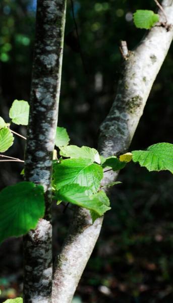 smooth trunks of young hazel trees