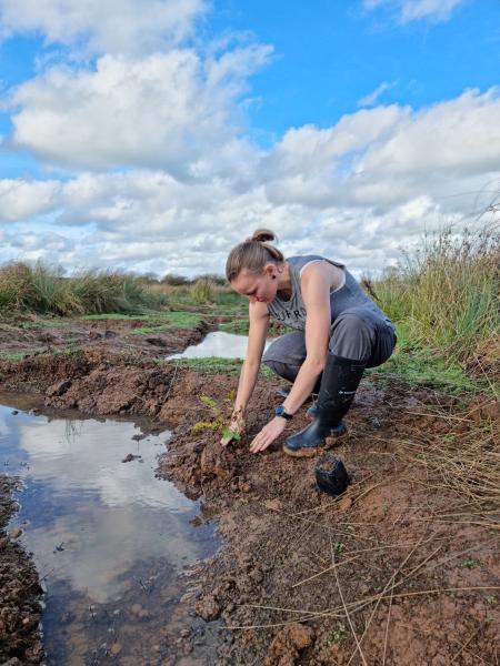 Kim a new volunteer at Netherstead putting in plug plants on the water's edge