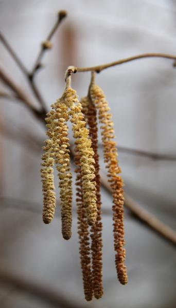 close up of hazel catkins 