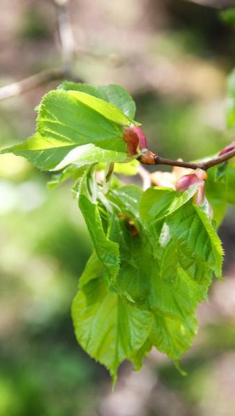 close up of mature hazel leaves