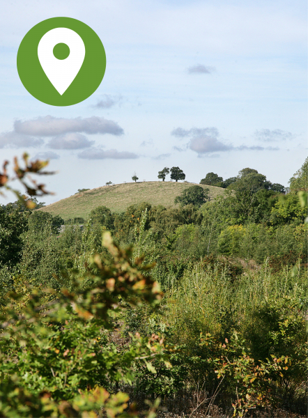 A photo through mature woodland looking towards a hill in the horizon with blue skies - Pin graphic in the top left