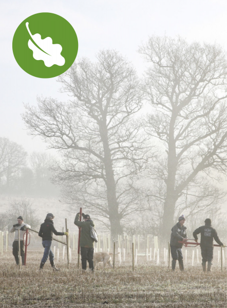 A winter image of five people planting trees in the fog - oak leaf icon in the top left