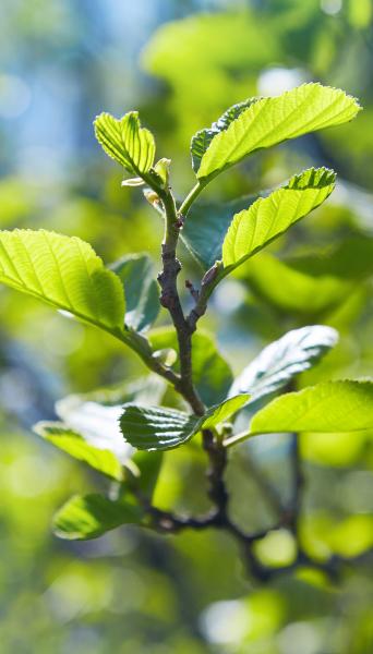 Close up of green alder leaves on a branch 