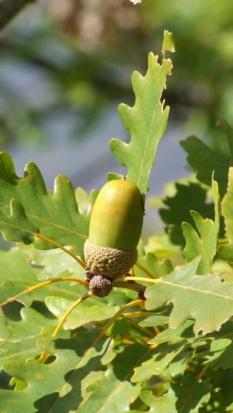 green sessile acorn growing upwards from a branch
