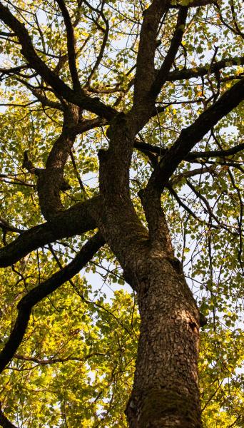 wild service tree with autumn leaves