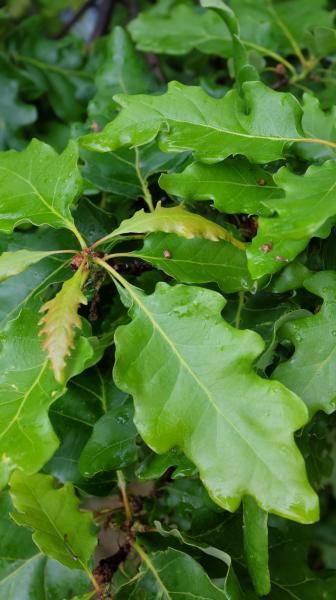 close up of green sessile oak leaves
