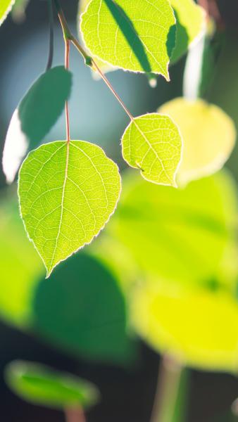 close up of young green aspen leaves