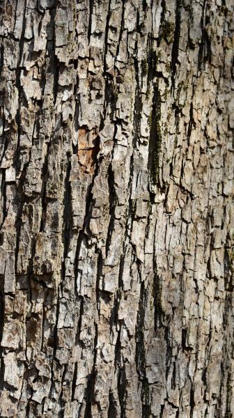 Close up of the light brown, fissured bark on the trunk of a field maple