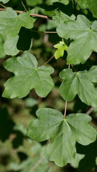 A group of green field maple leaves on a branch 