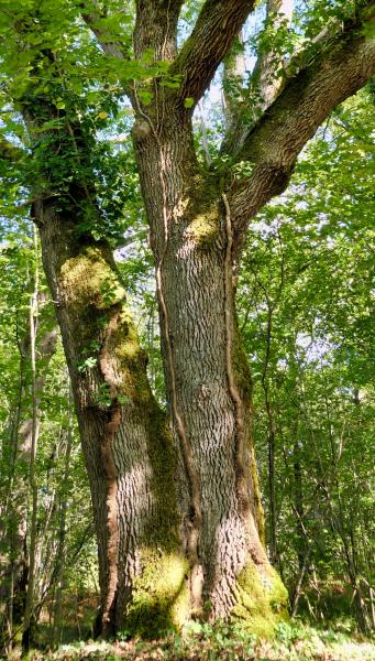 a mature sessile oak trunk