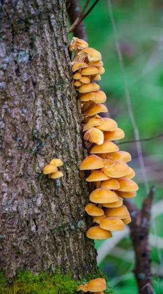 mushrooms growing on the trunk of an alder tree