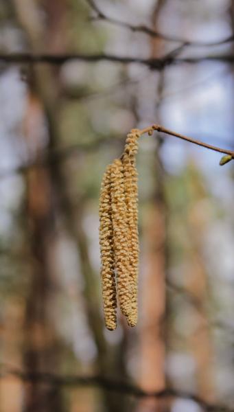 close up of aspen catkins