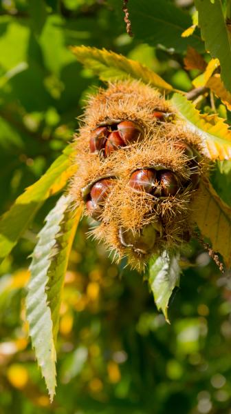 close up of sweet chestnuts