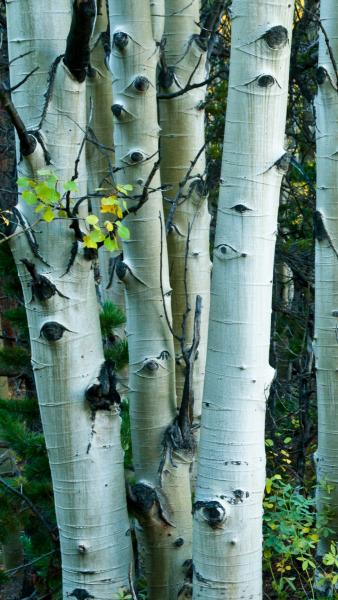 the pale bark of the aspen tree