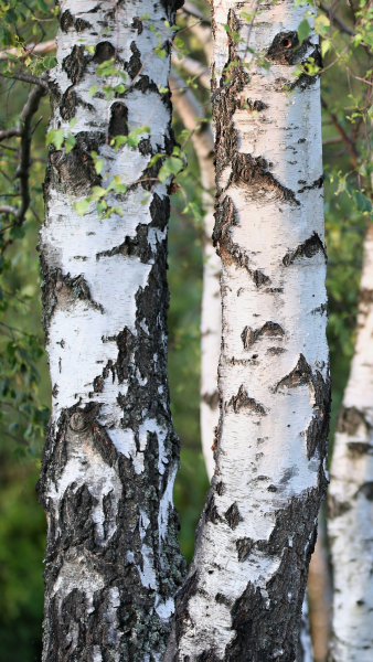 Silver Birch | Heart of England Forest