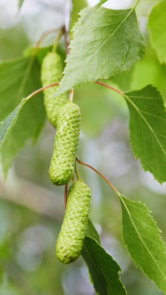 silver birch catkins hanging from the branch