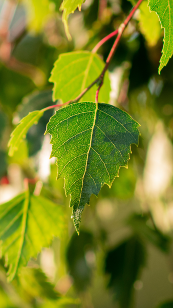 close up of a green birch leaf