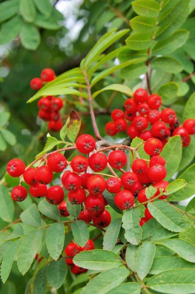 bright red rowan berries