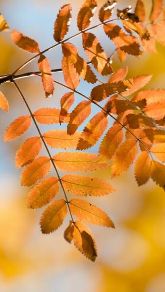 autumnal rowan leaves