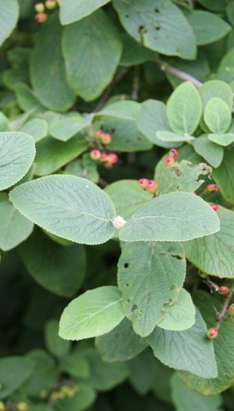 green leaves of a wayfaring tree