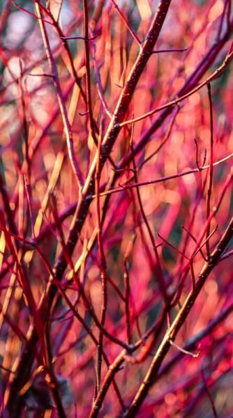 bright red stems of autumnal dogwood