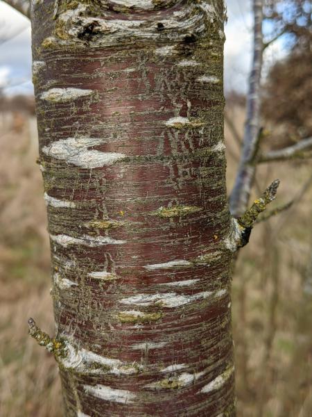 A close up of the bark of a cherry tree