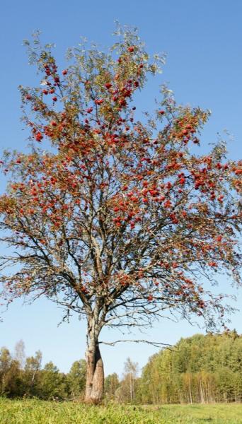 solitary rowan tree in autumn