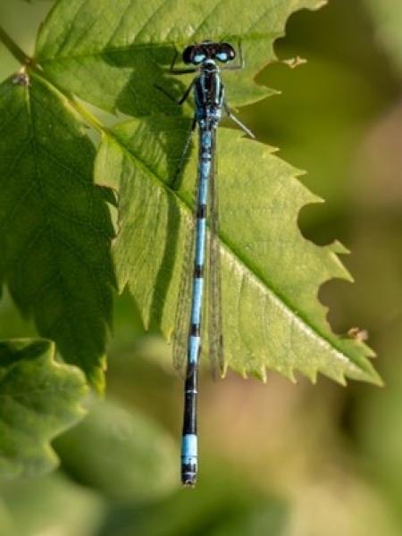 Azure Damselfly