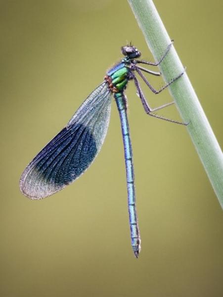 Banded Demoiselle