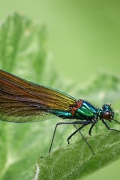 Beautiful Demoiselle