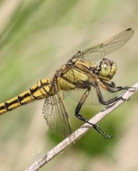 Black Tailed Skimmer