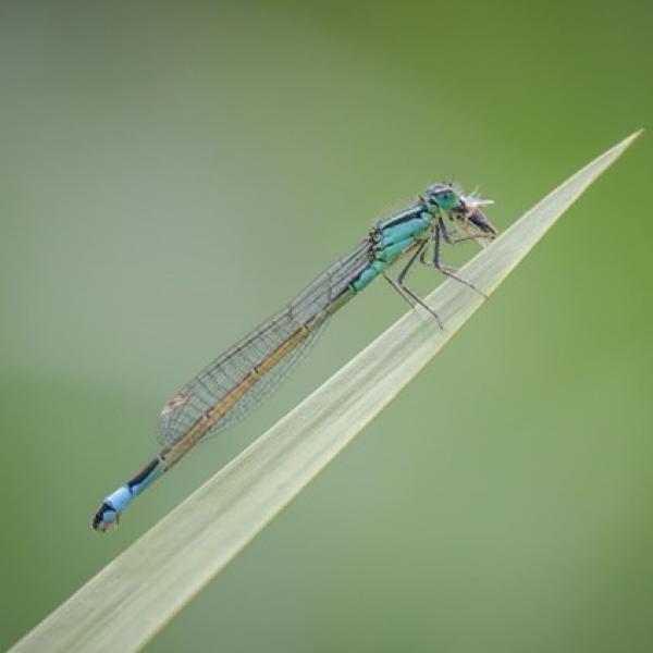 Blue Tailed Damselfly