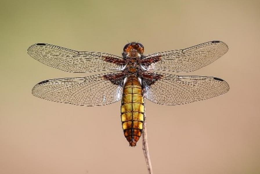 Broad Bodied Chaser